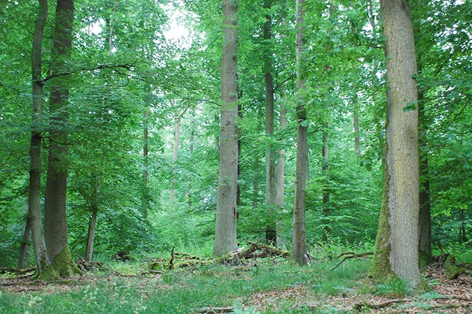 Laubacher Wald